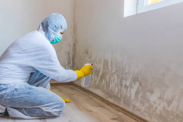 Mold inspector in Westmont performing thermal imaging